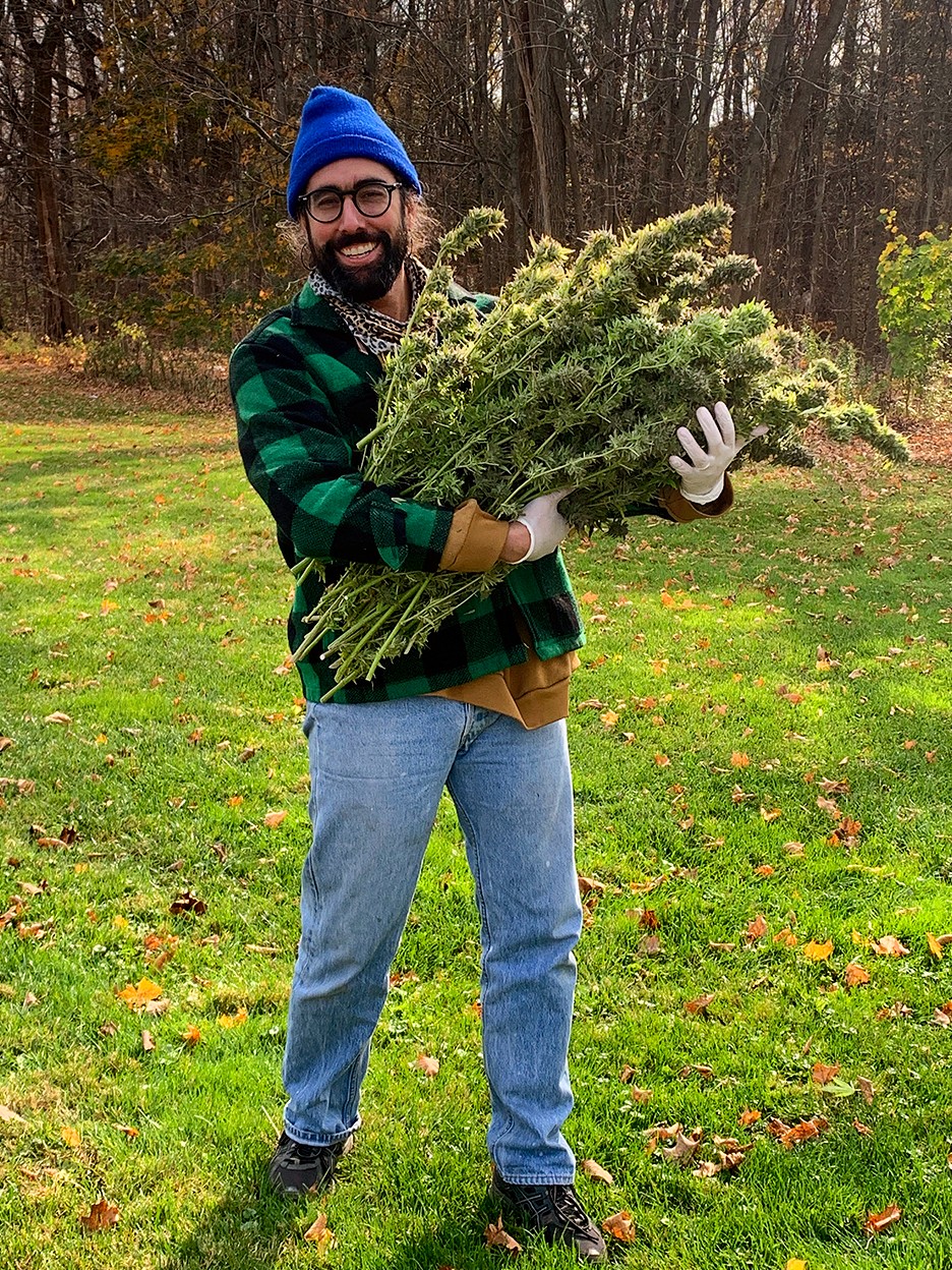 Harvesting and curing cannabis buds