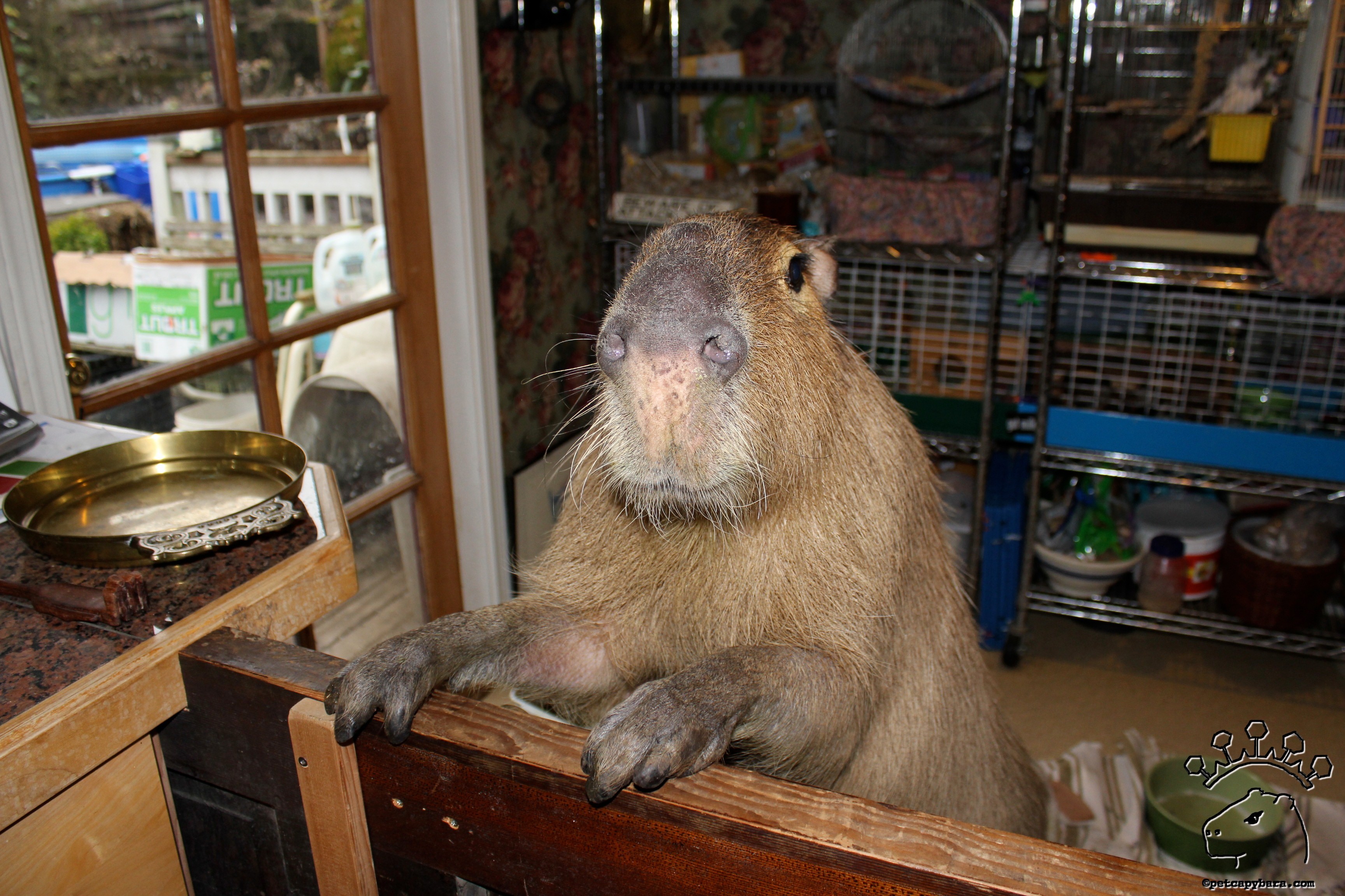 Capybara reaching kitchen counters