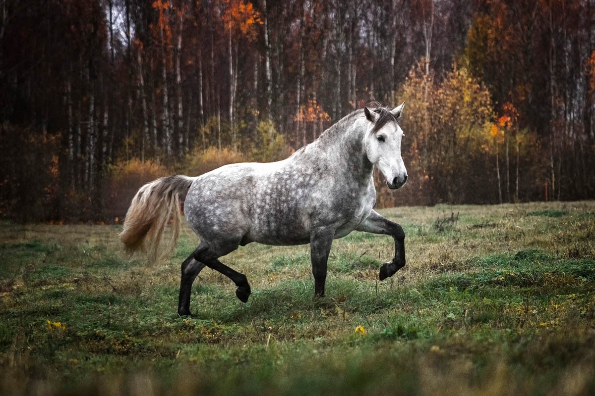 Otyły koń, koń z otyłością