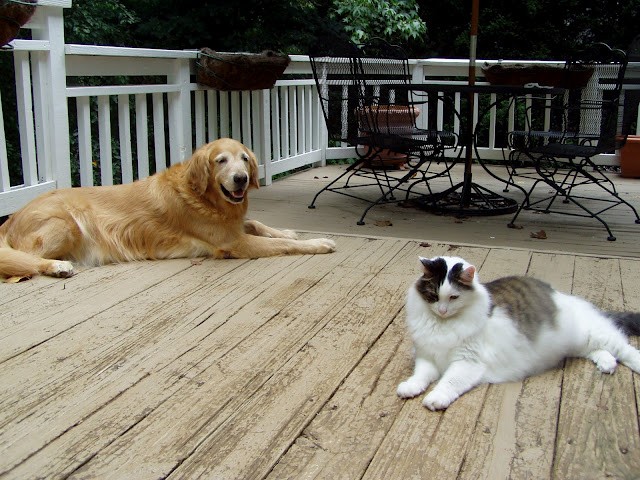 Old deck with dogs
