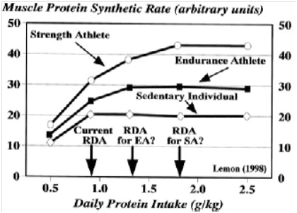 Optimal Protein Intake