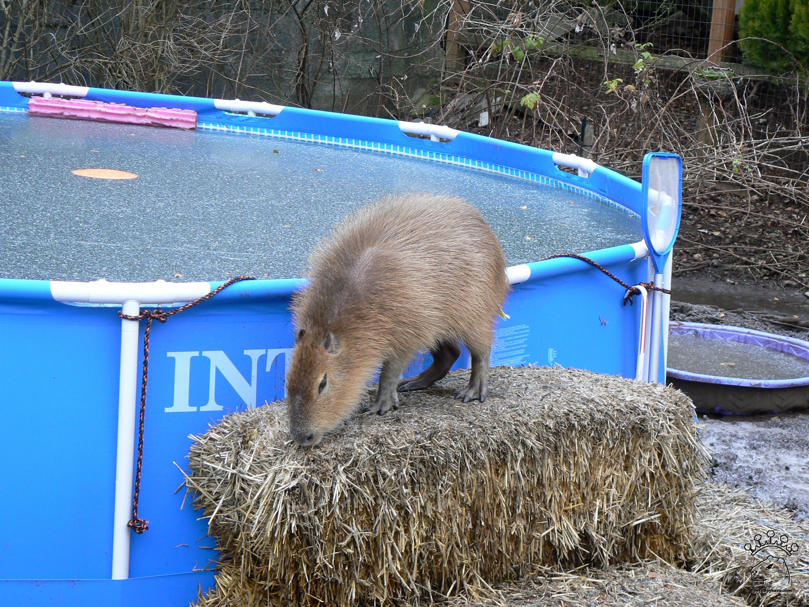 Capybara in swimming pool