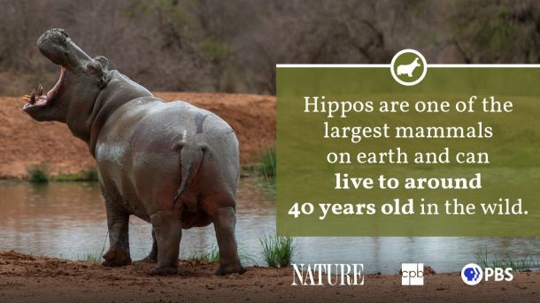 Hippo in water