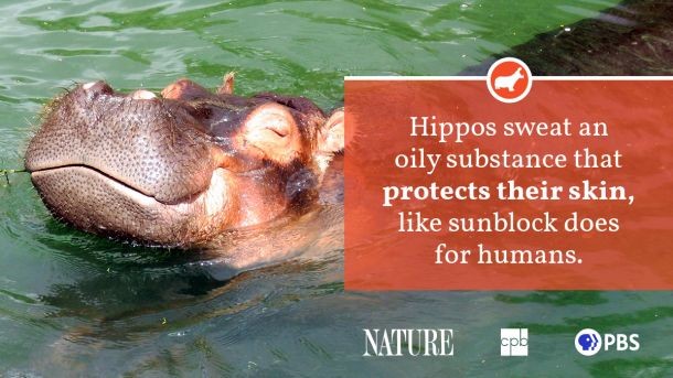 Hippo submerged in water