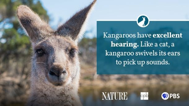 Red Kangaroo standing tall