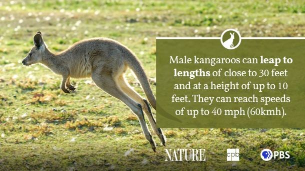 Eastern Grey Kangaroo grazing on grass