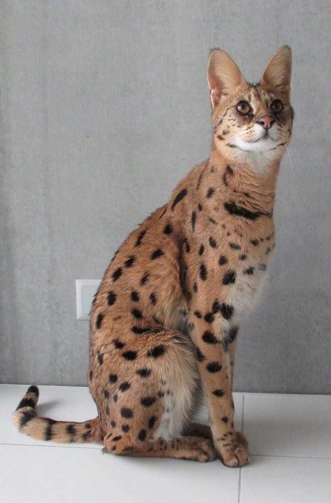 F1 Savannah cat