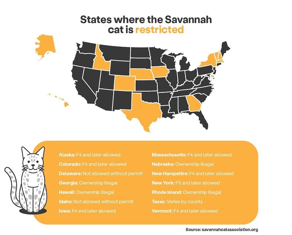 States in which Savannah cats are legal and restrictions
