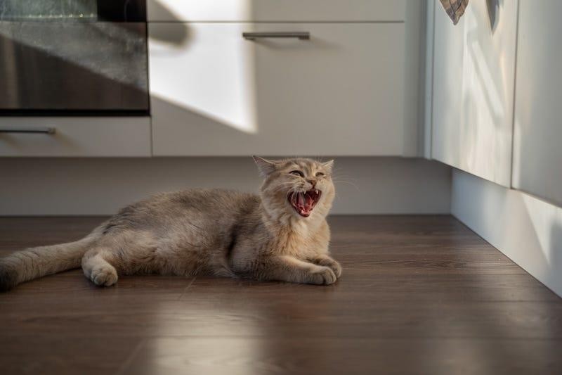 Why Is My Cat Always Hungry