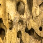 Carpenter Ant Damage to Wood