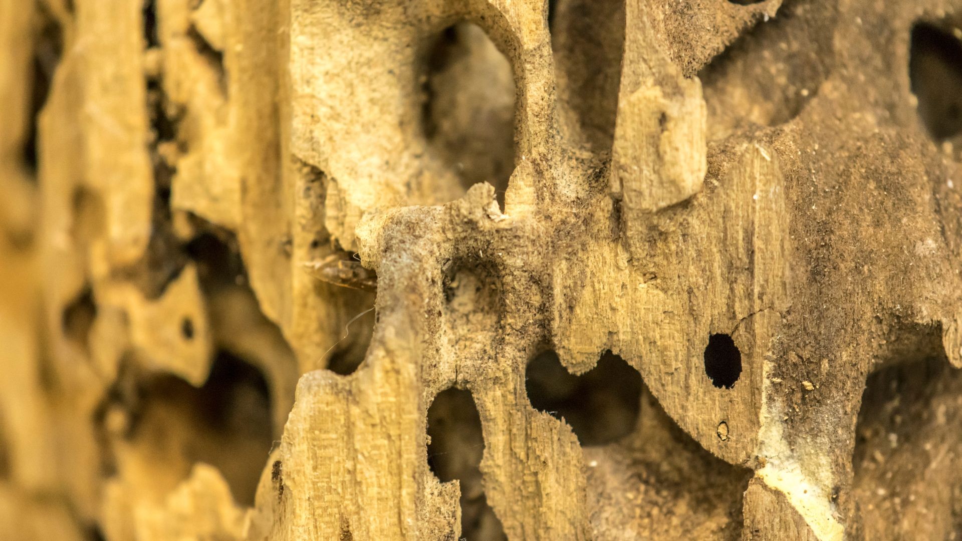 Carpenter Ant Damage to Wood