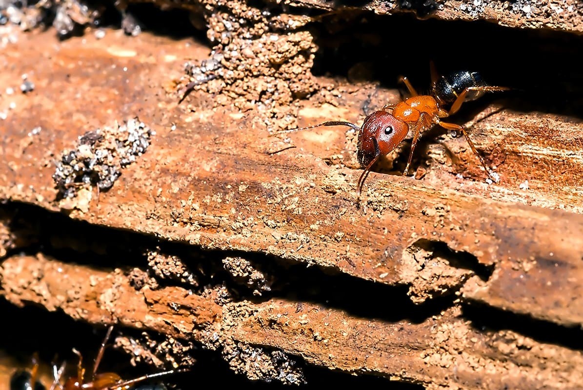 Exterior Carpenter Ant Infestation