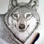 Wolf face closeup with detailed fur