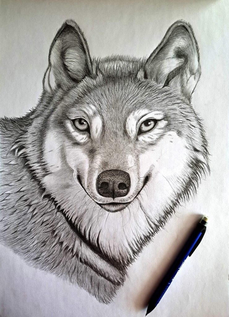 Wolf face closeup with detailed fur