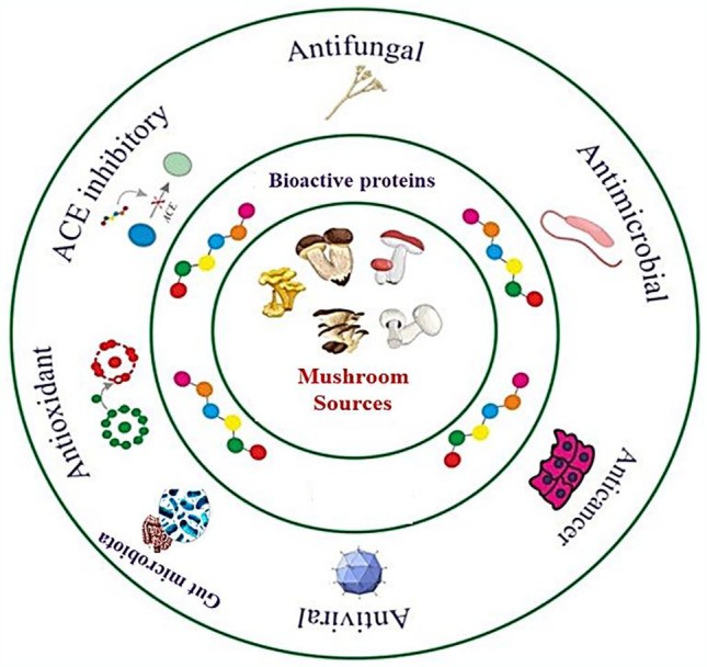 Importance of mushroom proteins as bioactive compounds