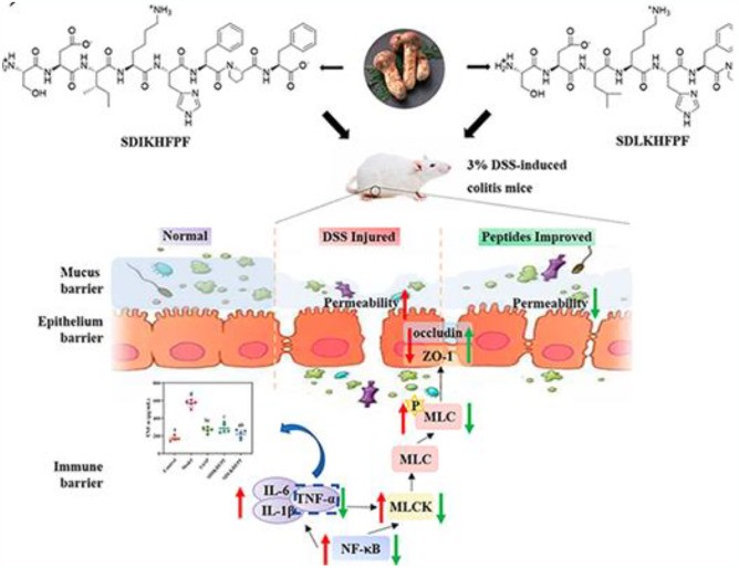 Molecular mechanism through which Tricholoma matsutake-derived peptides SDIKHFPF (left) and SDLKHFPF (right) suppress the NF-κB/MLCK/p-MLC signaling pathway in DSS-induced colitis mice