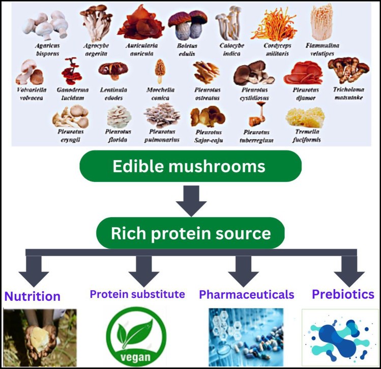 Different ways to exploit mushroom proteins