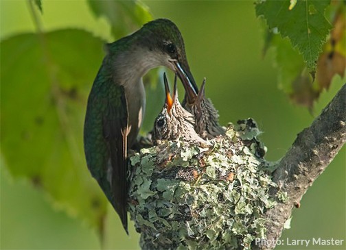 Hummingbird Feeding