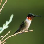 Ruby-Throated Hummingbird