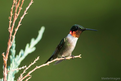 Ruby-Throated Hummingbird
