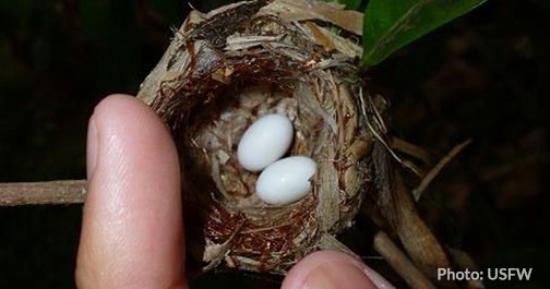 Hummingbird Nest