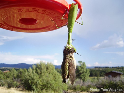 Hummingbird Praying Mantis