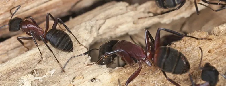 Carpenter Ant Nesting Habits