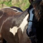 Horse Weight Variations Based on Breed