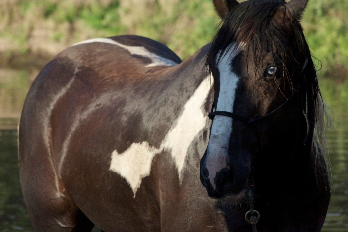 Horse Weight Variations Based on Breed