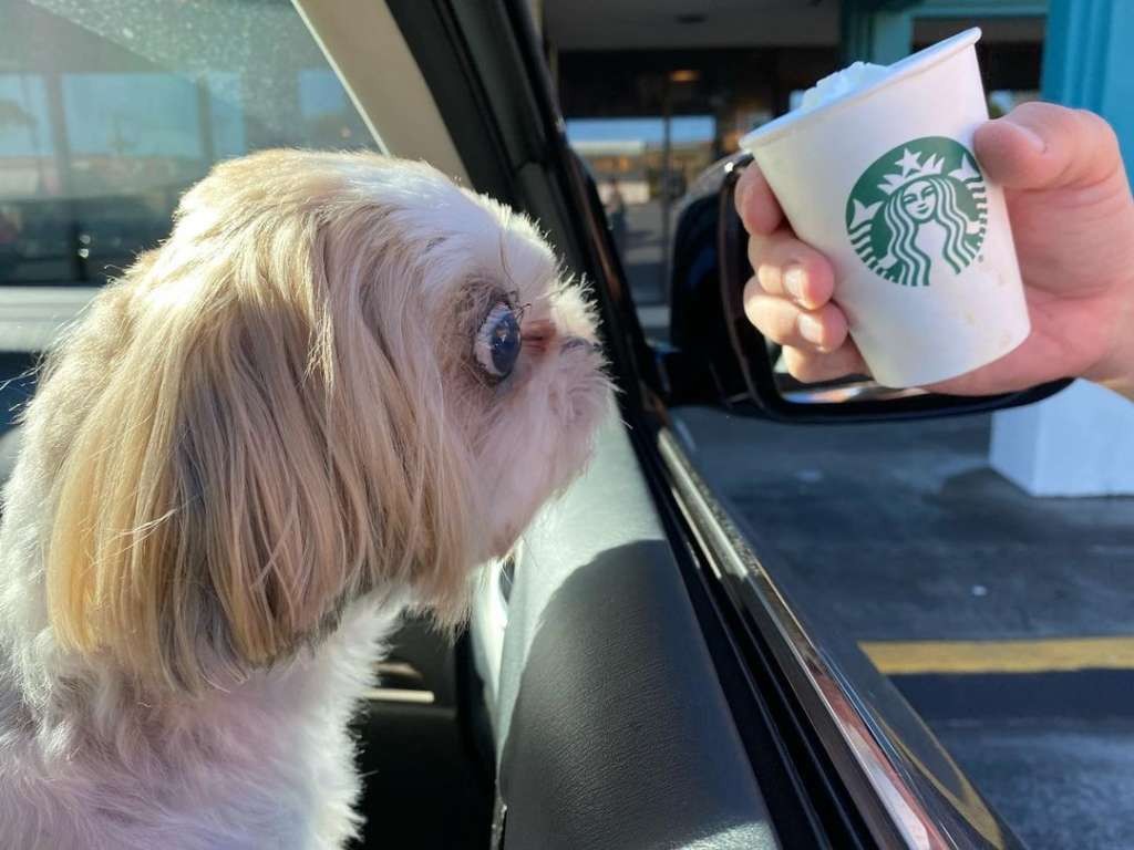 Mochi Puppy enjoying a Starbucks Puppuccino