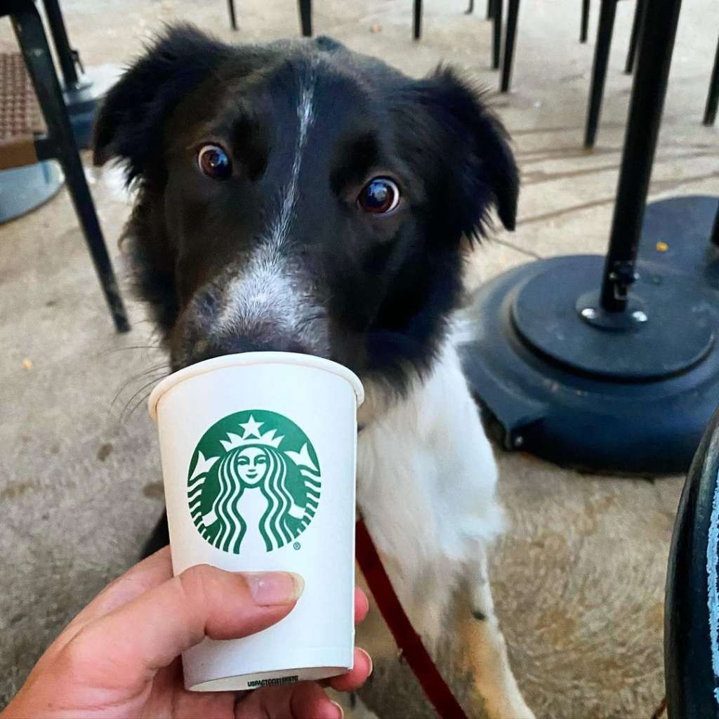 Collie enjoying a Puppuccino