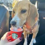 Dog enjoying a Starbucks Puppuccino