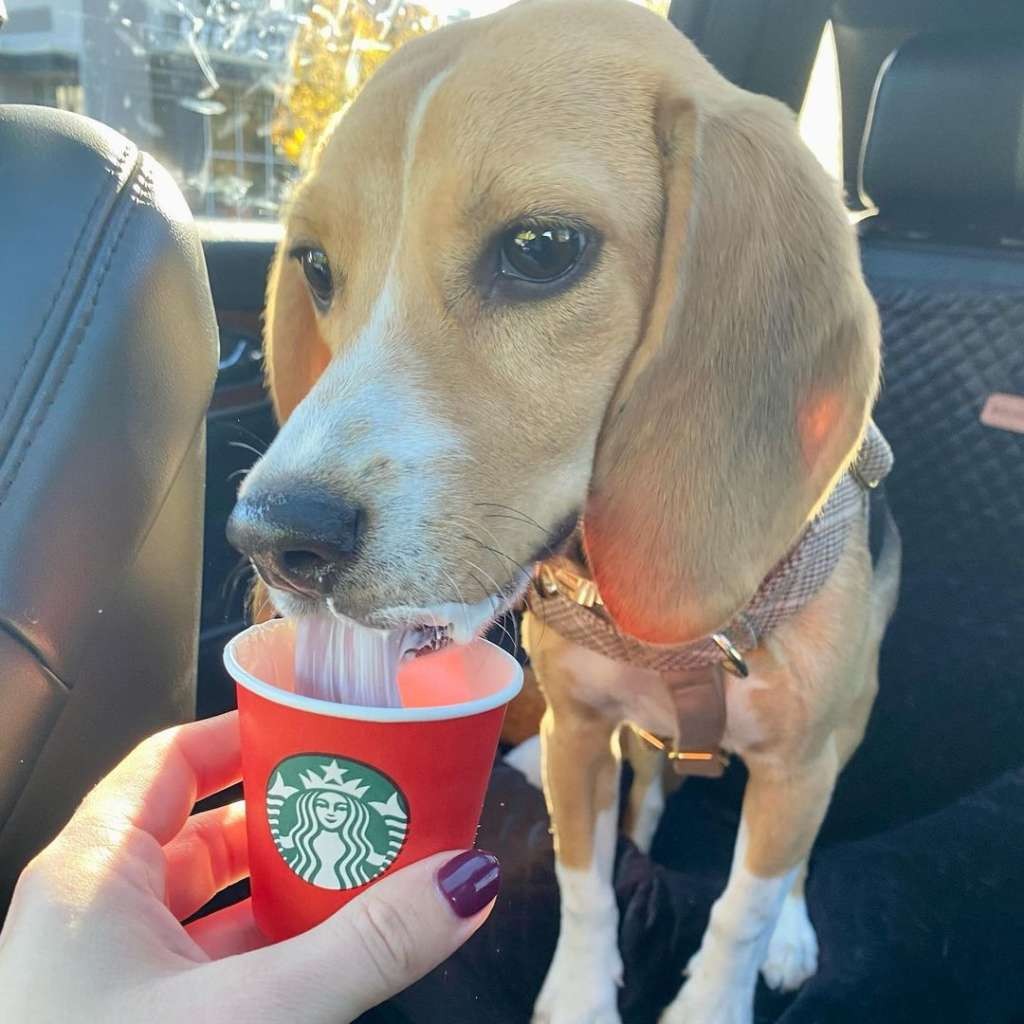 Dog enjoying a Starbucks Puppuccino