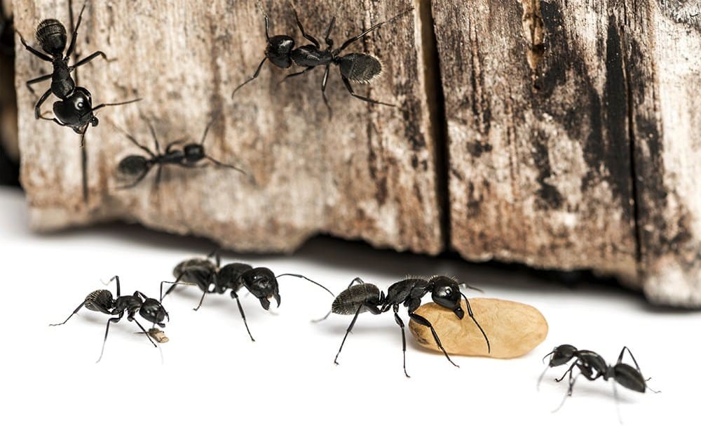 Effective Carpenter Ant Baits