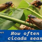 Cicada life cycle diagram, showing stages from egg to nymph to adult