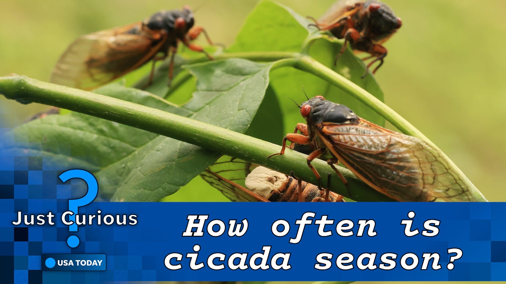 Cicada life cycle diagram, showing stages from egg to nymph to adult