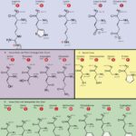 Amino Acid Structures