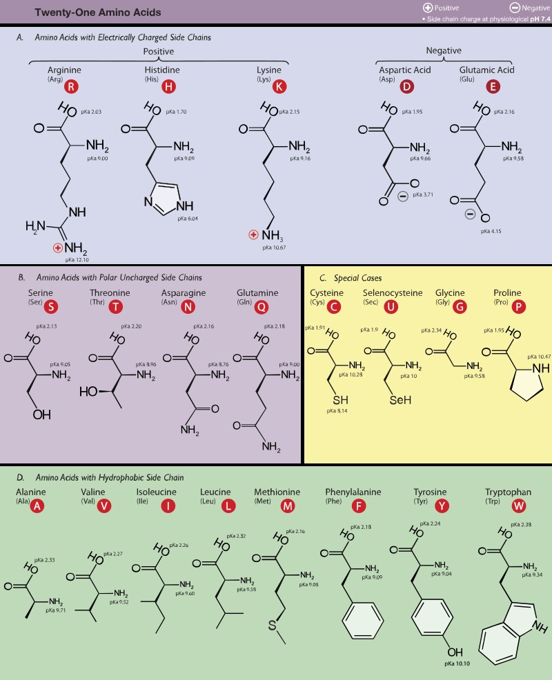Amino Acid Structures