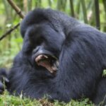 A muscular gorilla showcasing its impressive physique