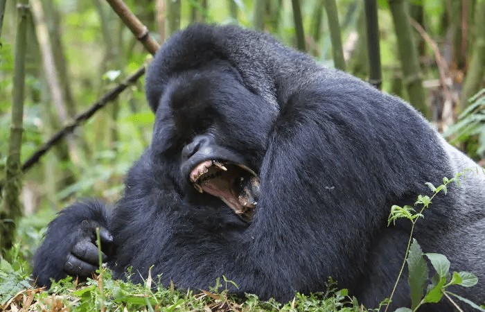 A muscular gorilla showcasing its impressive physique