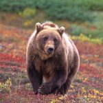 A large grizzly bear on the Alaska tundra