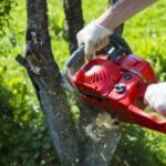 Tree Removal