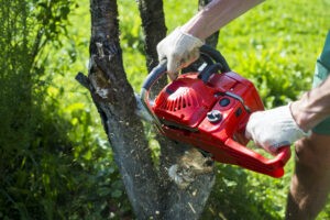 Tree Removal