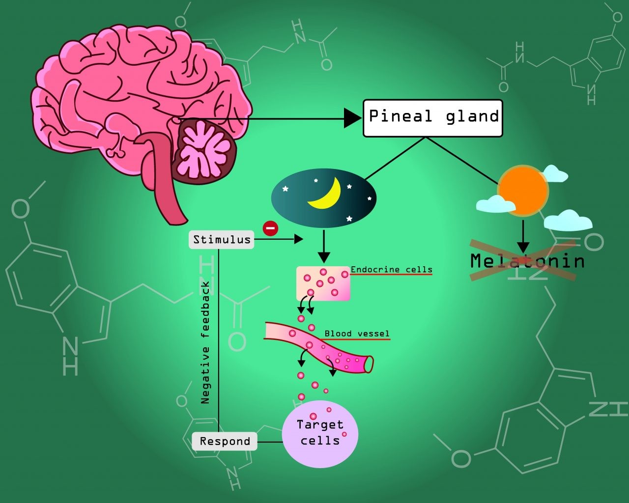 Melatonin for sleep