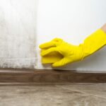 Hand in yellow glove cleaning mold off a wall with a sponge
