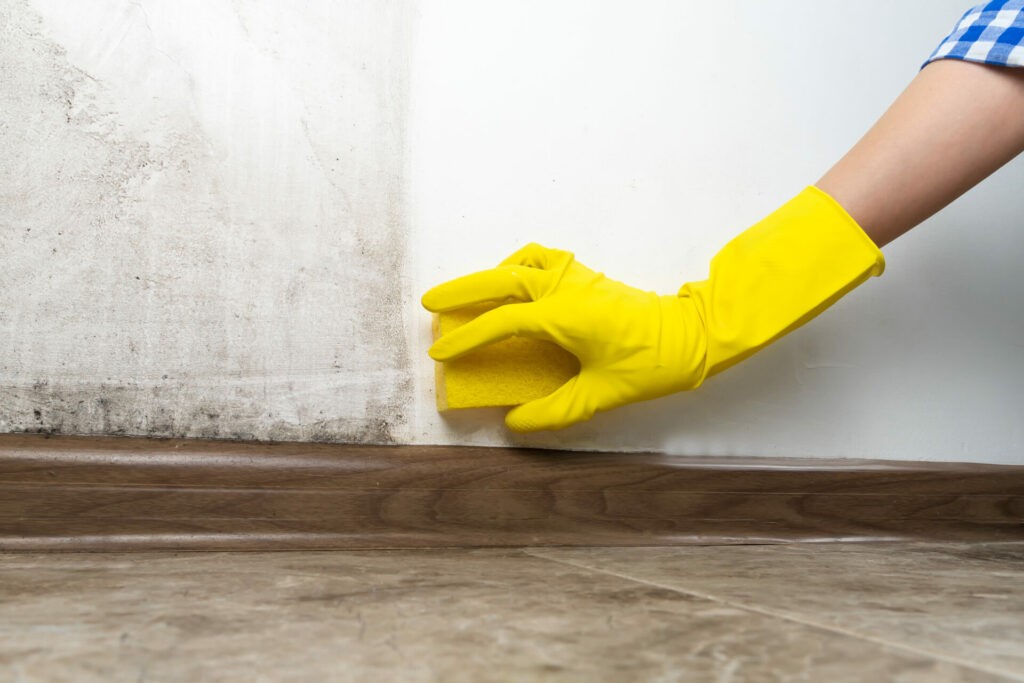 Hand in yellow glove cleaning mold off a wall with a sponge