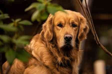 Adult Golden Retriever Weight 30kg