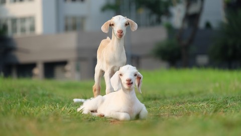 Small Pygmy goat kid grazing in a lush green field