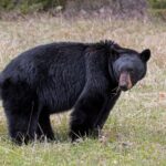 A large American black bear feeding in a grassy meadow