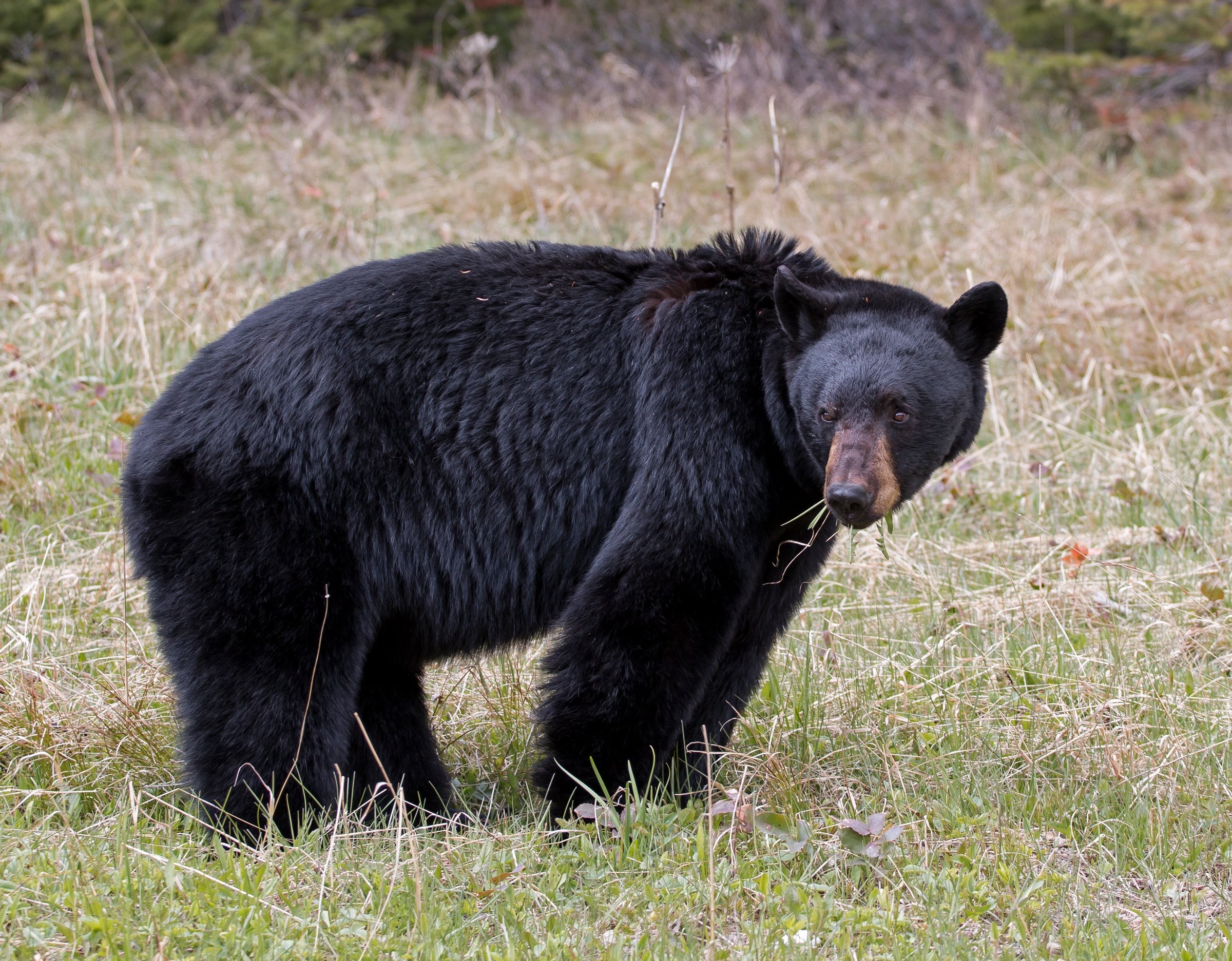 A large American black bear feeding in a grassy meadow
